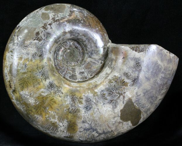 Polished Ammonite (Anapuzosia?) Fossil - Madagascar #29849